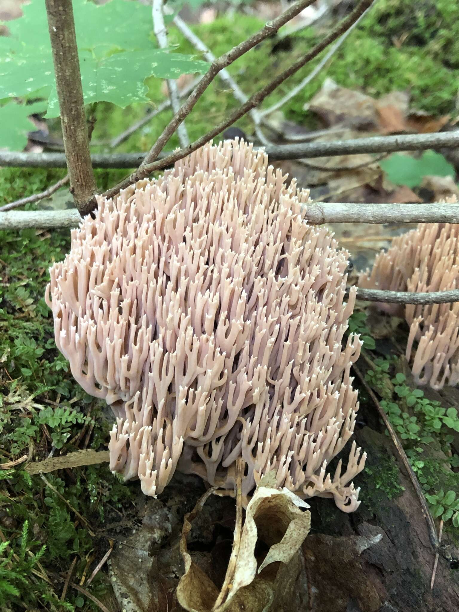 Image de Ramaria stricta (Pers.) Quél. 1888