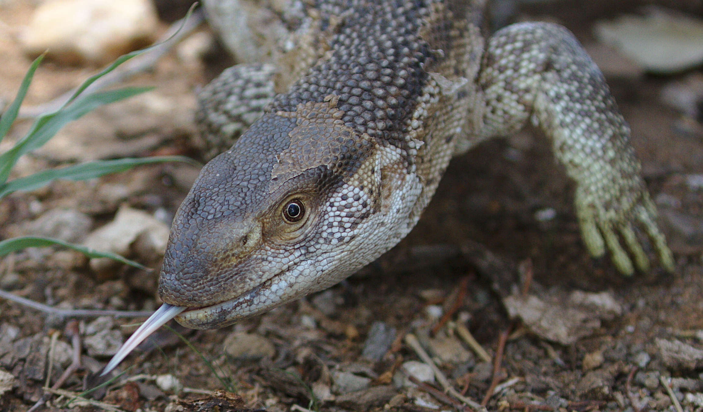 Image of White-throated monitor