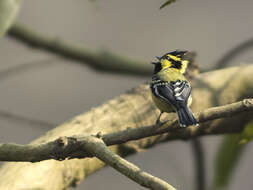 Image of Black-lored Tit