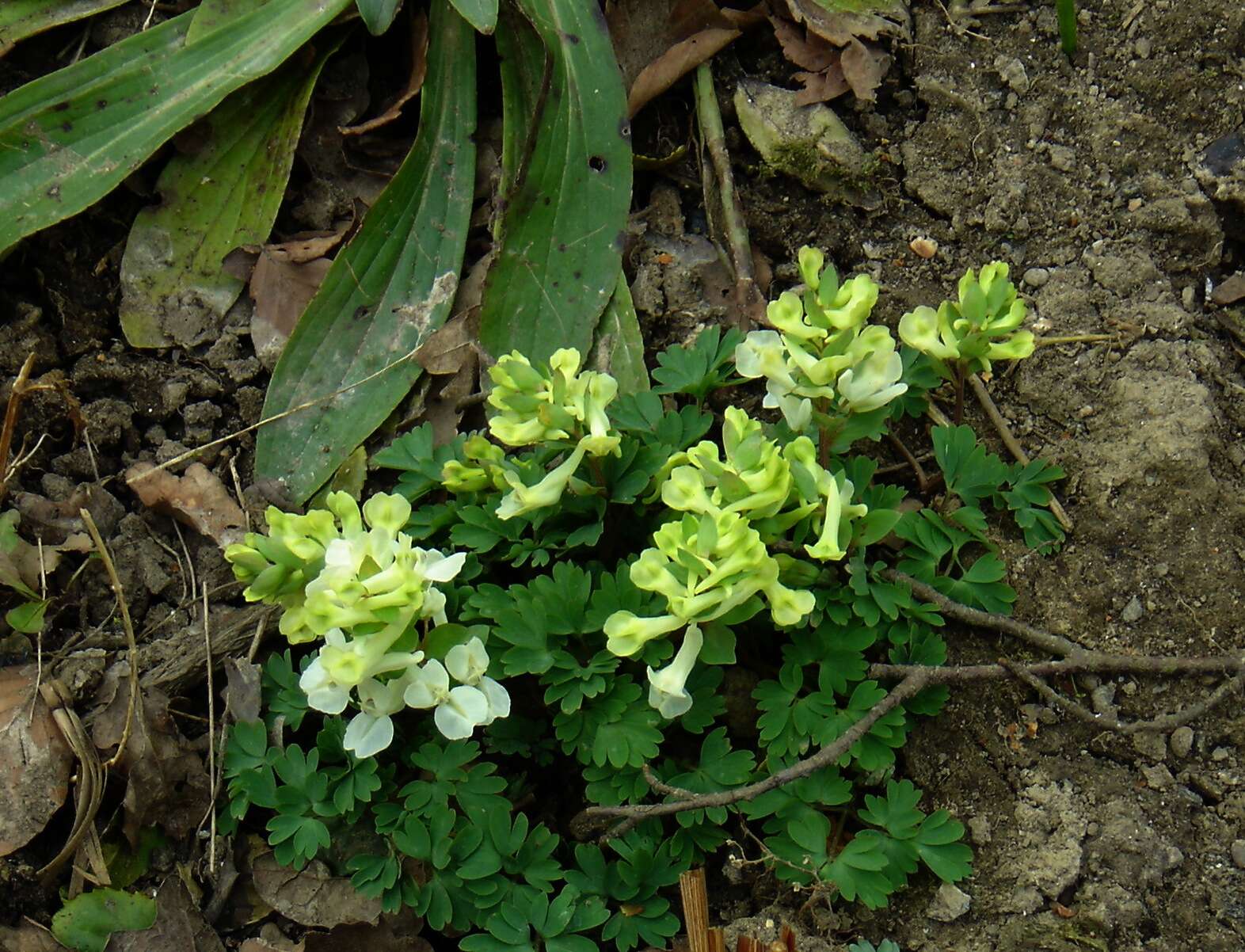 Image de Corydalis malkensis A. I. Galushko