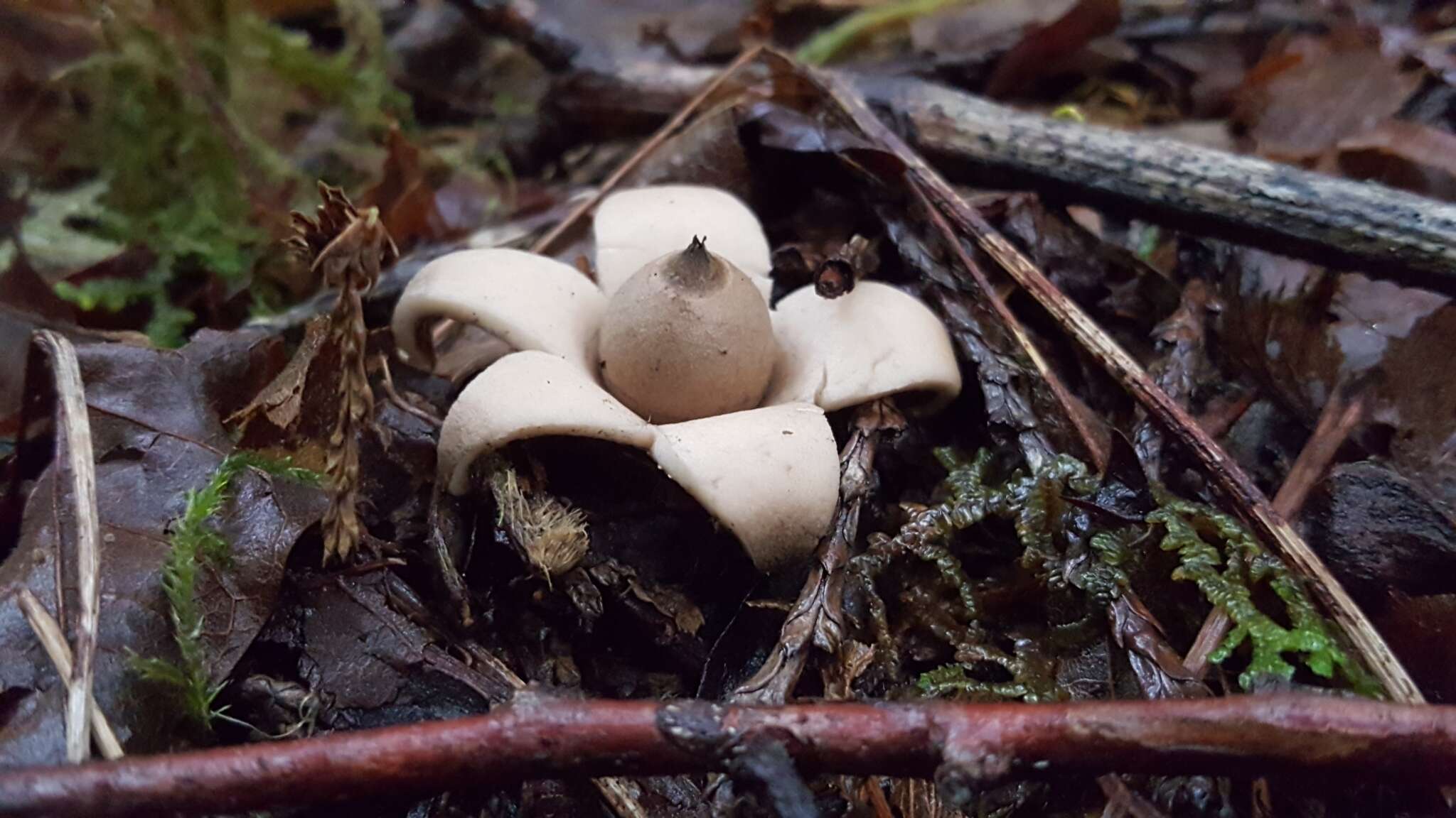 Image of Geastrum saccatum