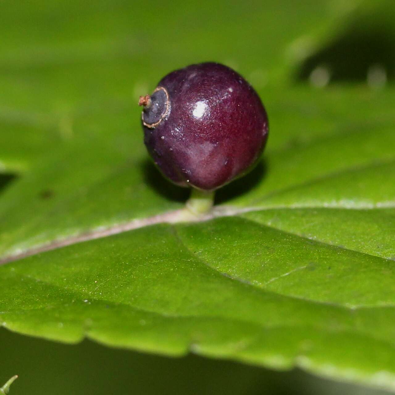 Helwingia japonica (Thunb. ex Murray) F. G. Dietrich resmi