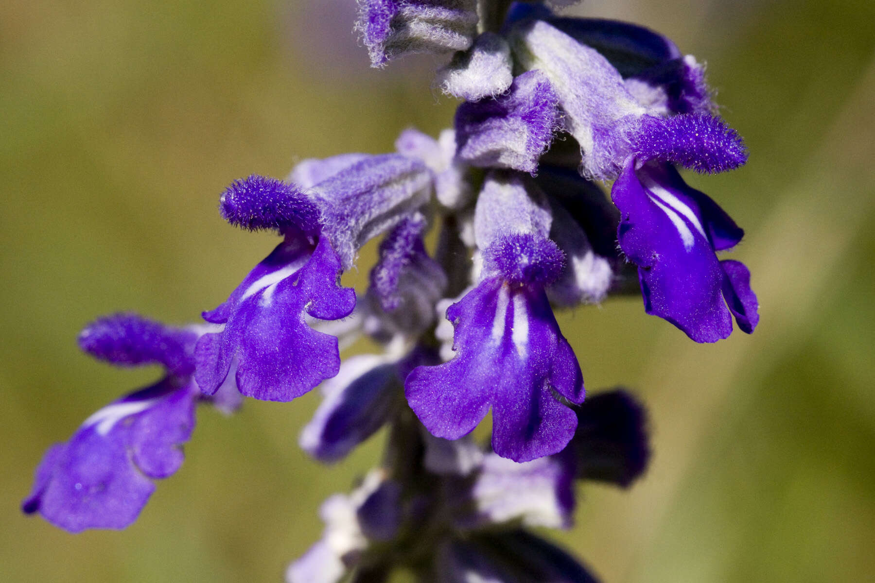 Image of mealycup sage