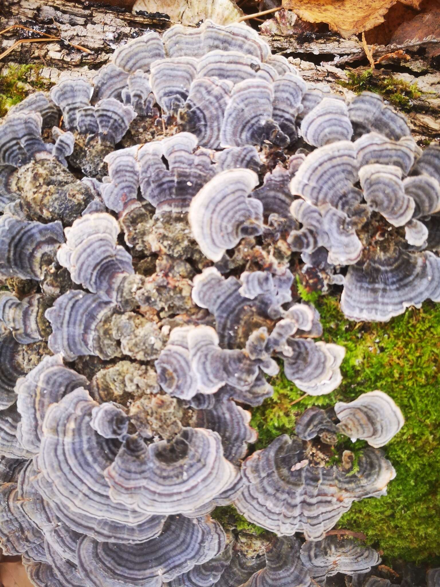 Image of Turkey Tail