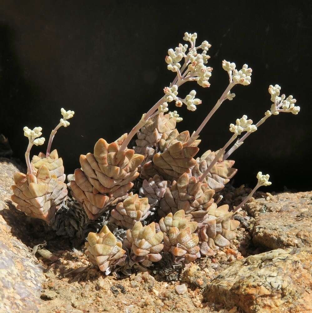 Image of Crassula deceptor Schönl. & Baker fil.