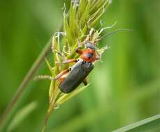 Image of Cantharis rustica