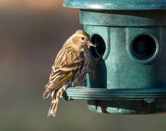 Image of Pine Siskin