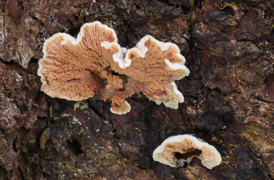 Image of Phlebia tremellosa (Schrad.) Nakasone & Burds. 1984