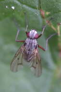 Image of Phaonia fuscata (Fallen 1825)