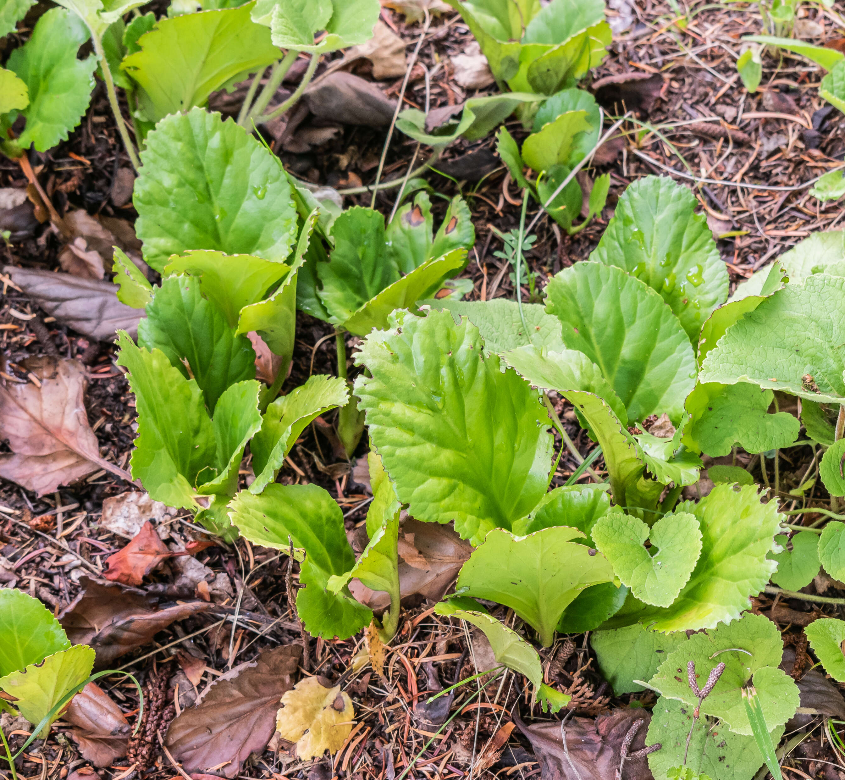 Image of Bergenia purpurascens (Hook. fil. & Thoms.) Engl.