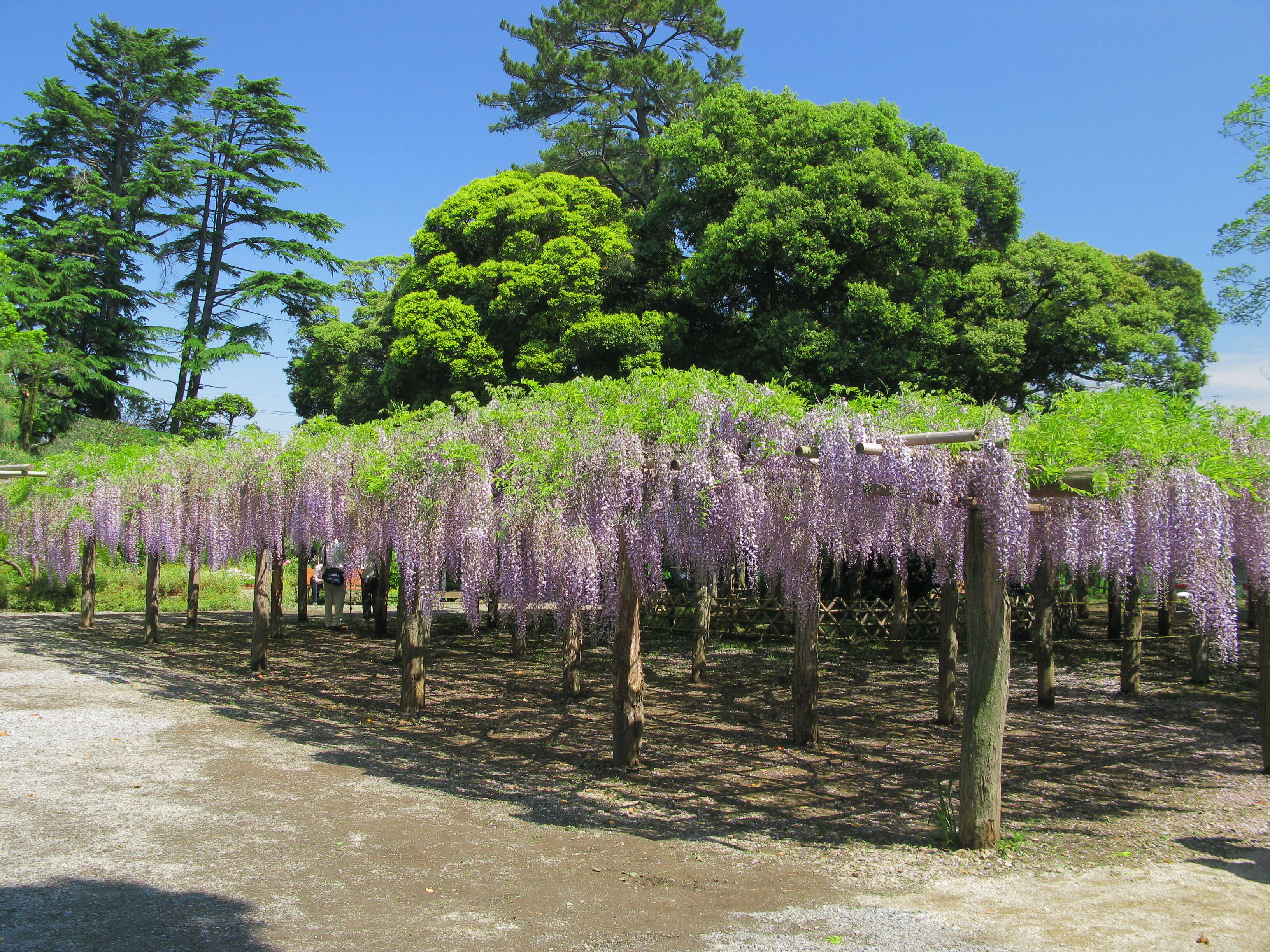 Image of Japanese wisteria