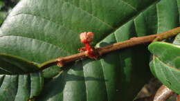 Image of Annona sylvatica A. St.-Hil.