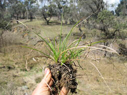 Image of Asian shortstem sedge