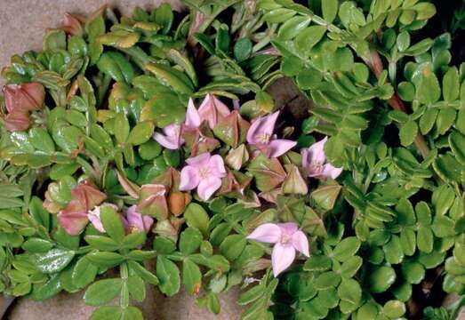 Image of Winged Boronia