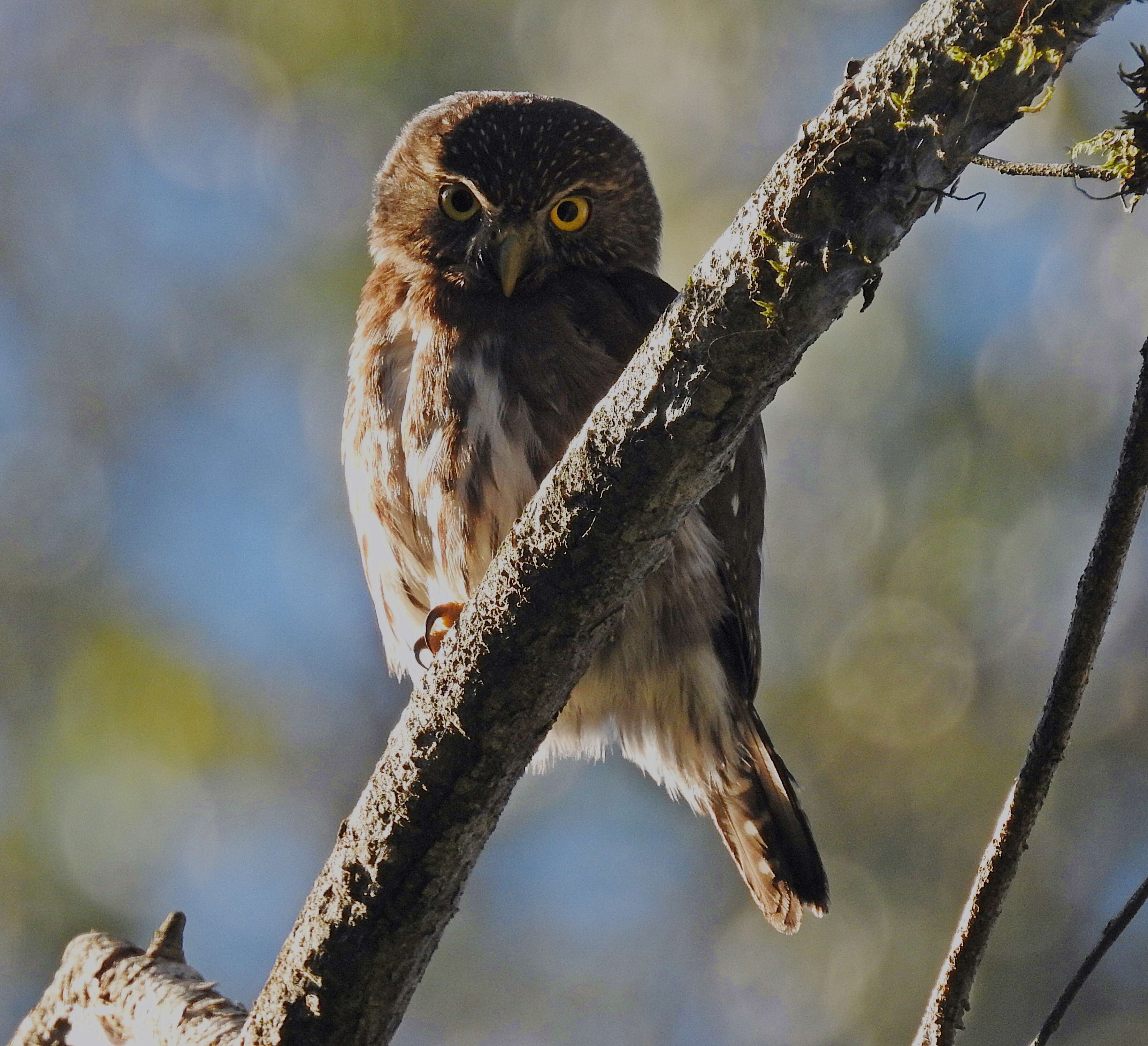 Image of Ferruginous Pygmy Owl