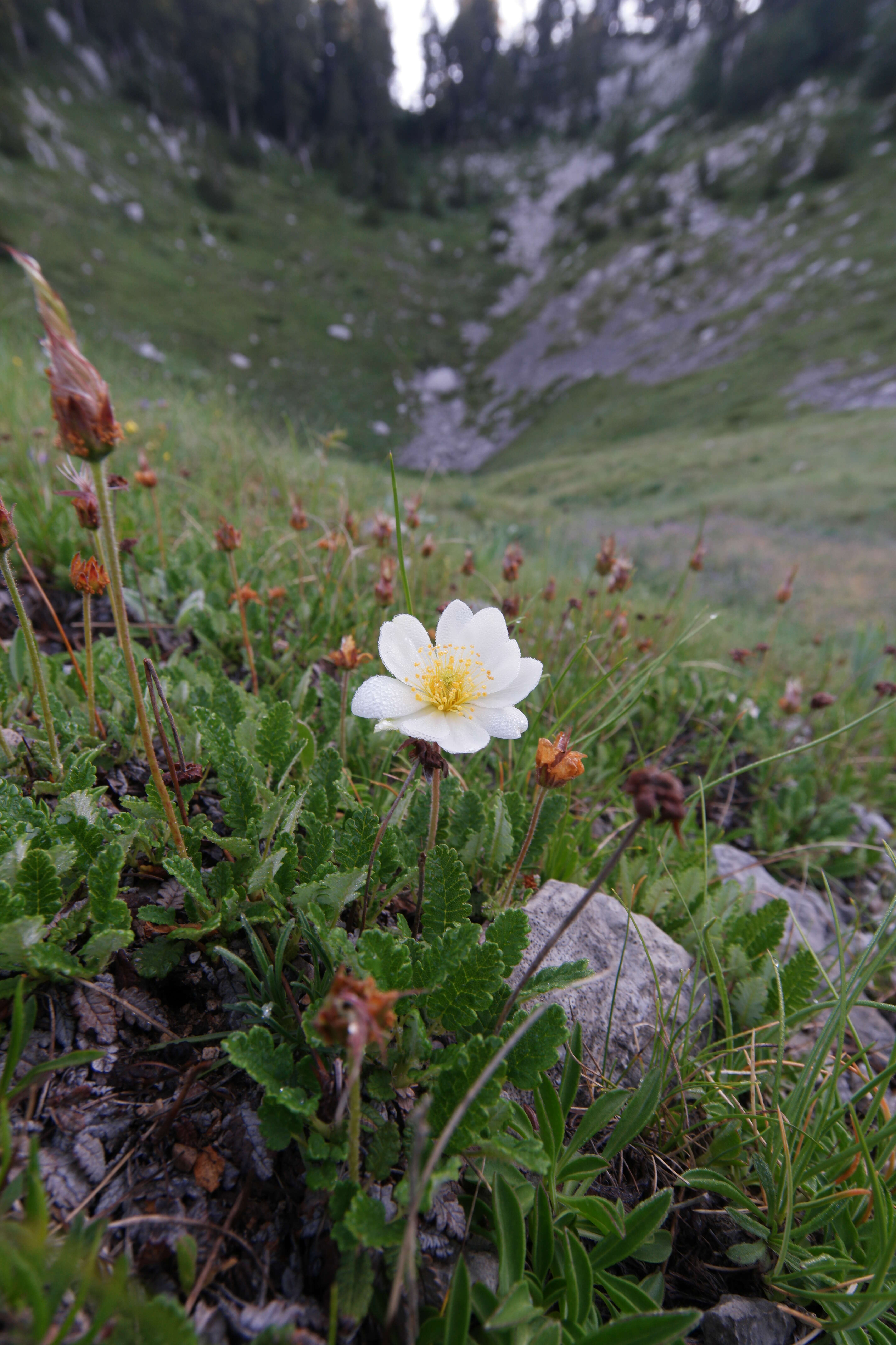 Imagem de Dryas octopetala L.