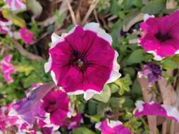 Image of petunia