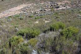 Image of Protea namaquana J. P. Rourke