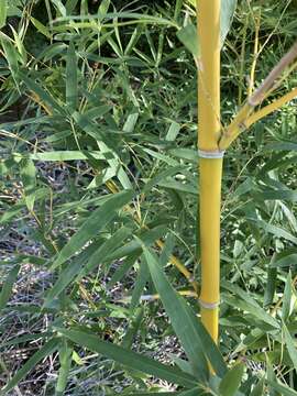 Phyllostachys aurea (André) Rivière & C. Rivière resmi