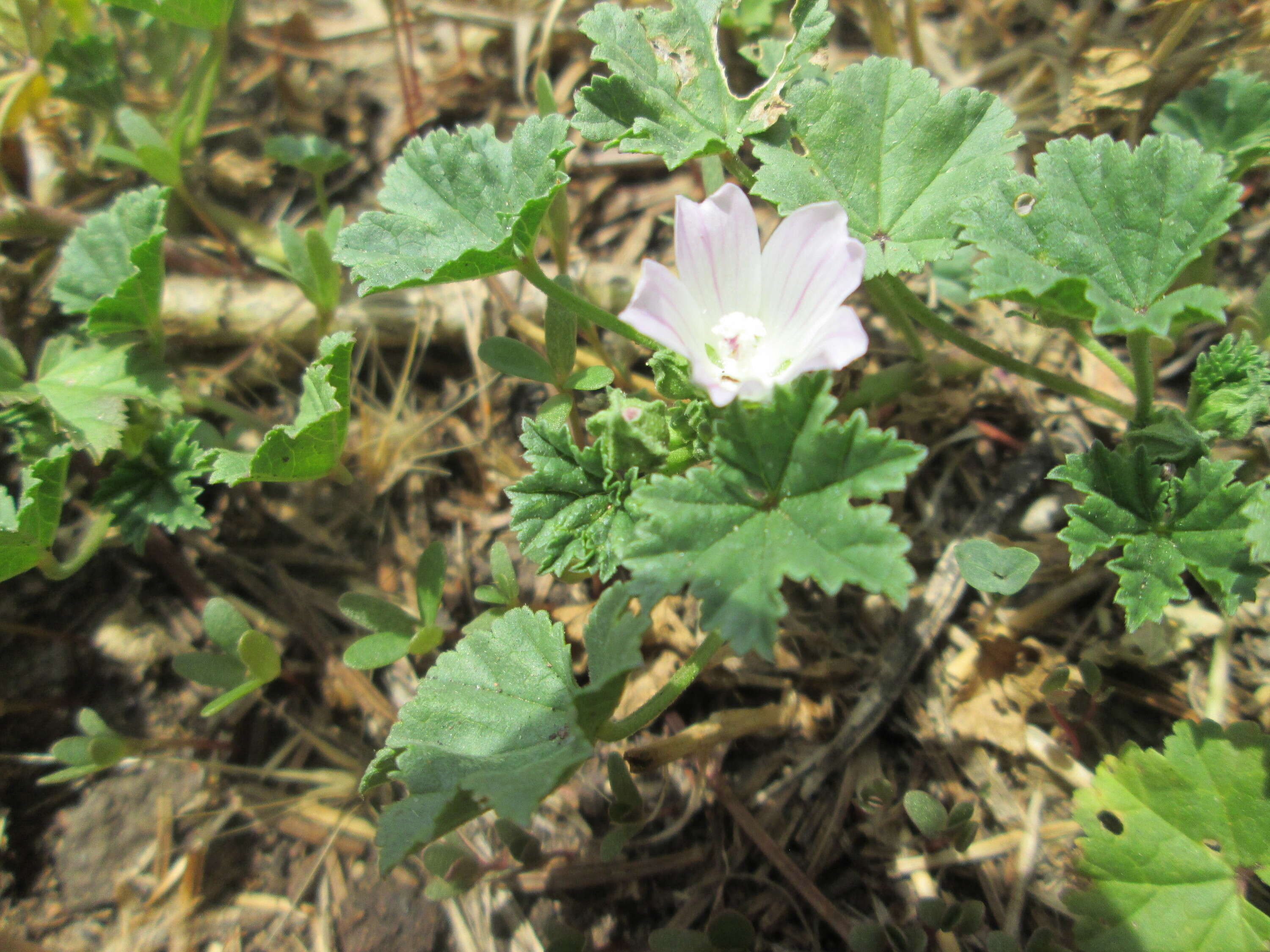 Image of common mallow