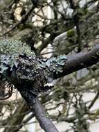 Image of Hammered shield lichen