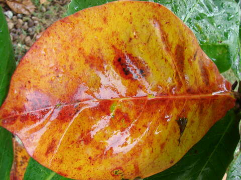 Image of tropical-almond