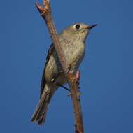 Image of goldcrests and kinglets