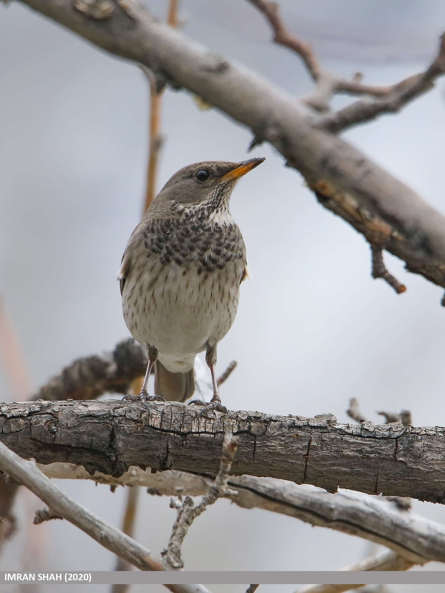 Image of Black-throated Thrush