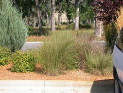 Imagem de Schizachyrium scoparium (Michx.) Nash