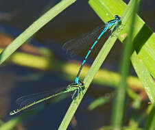 Image of Azure Bluet