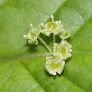 Helwingia japonica (Thunb. ex Murray) F. G. Dietrich resmi