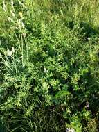 Image of Bushy Cinquefoil