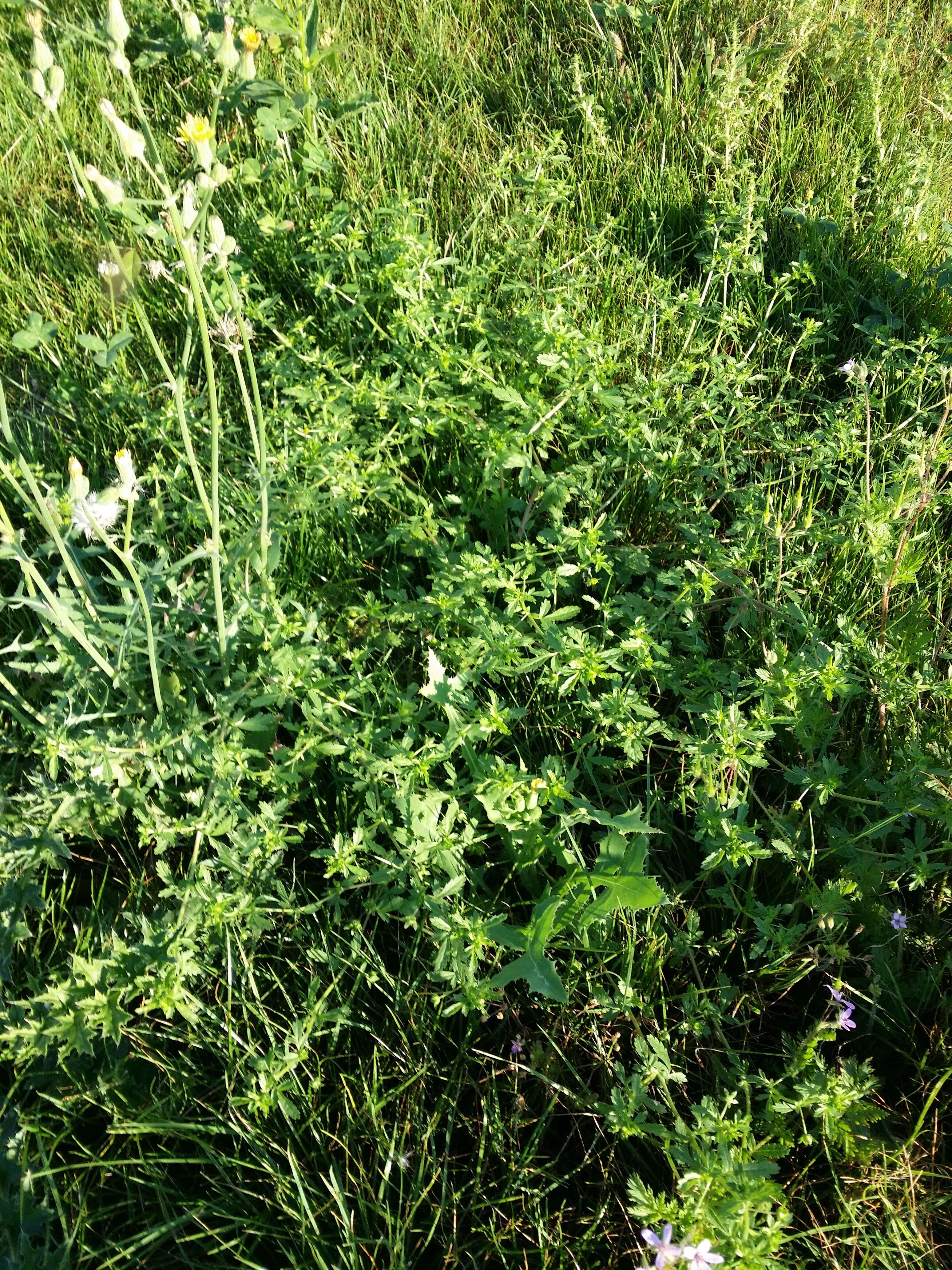 Image of Bushy Cinquefoil