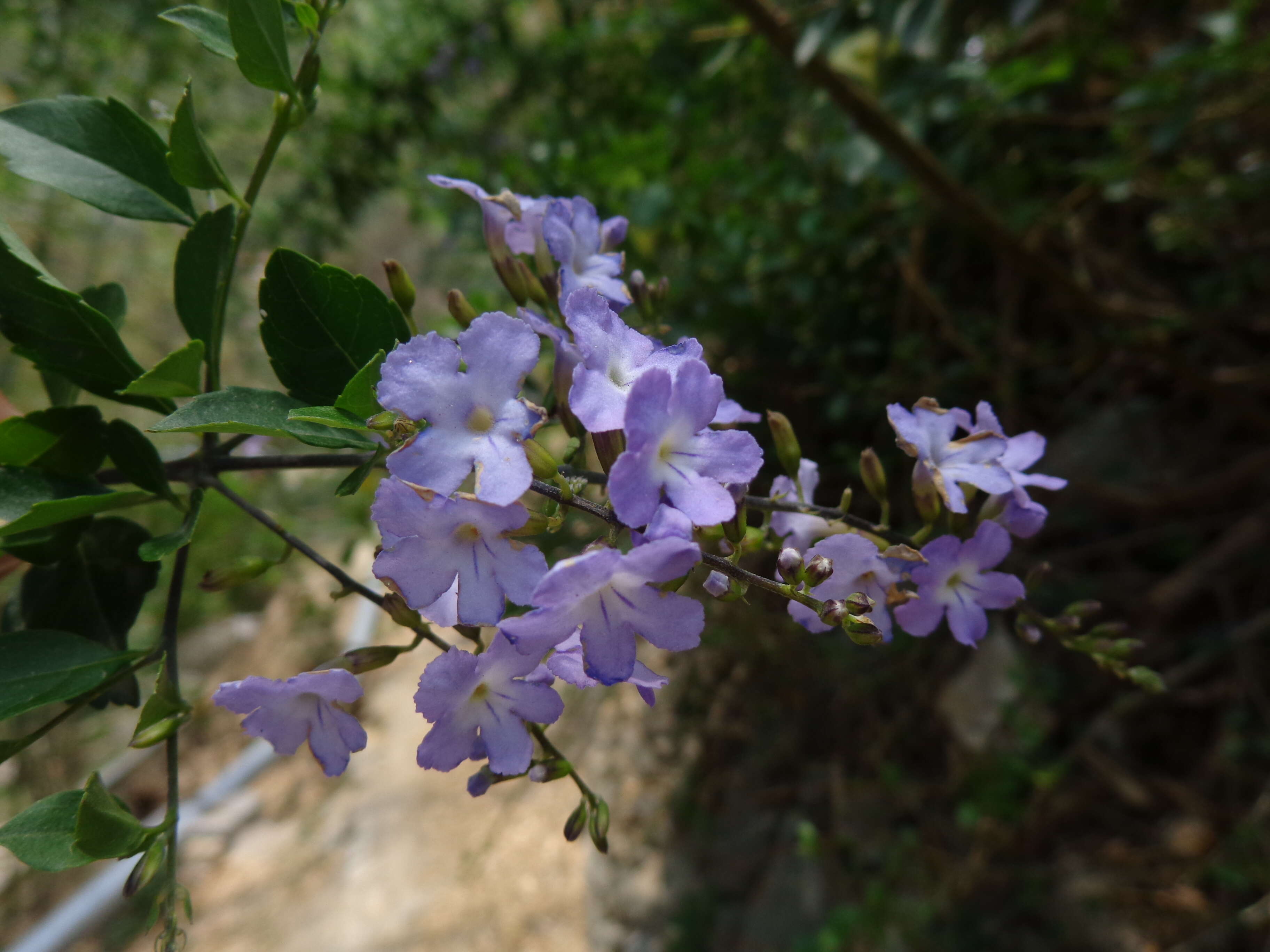 Duranta resmi