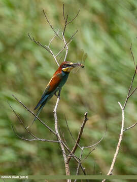 Image of bee-eater, european bee-eater