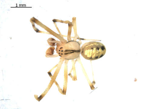 Image of Theridion frondeum Hentz 1850