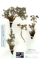 Imagem de Lomatium rigidum (M. E. Jones) Jepson