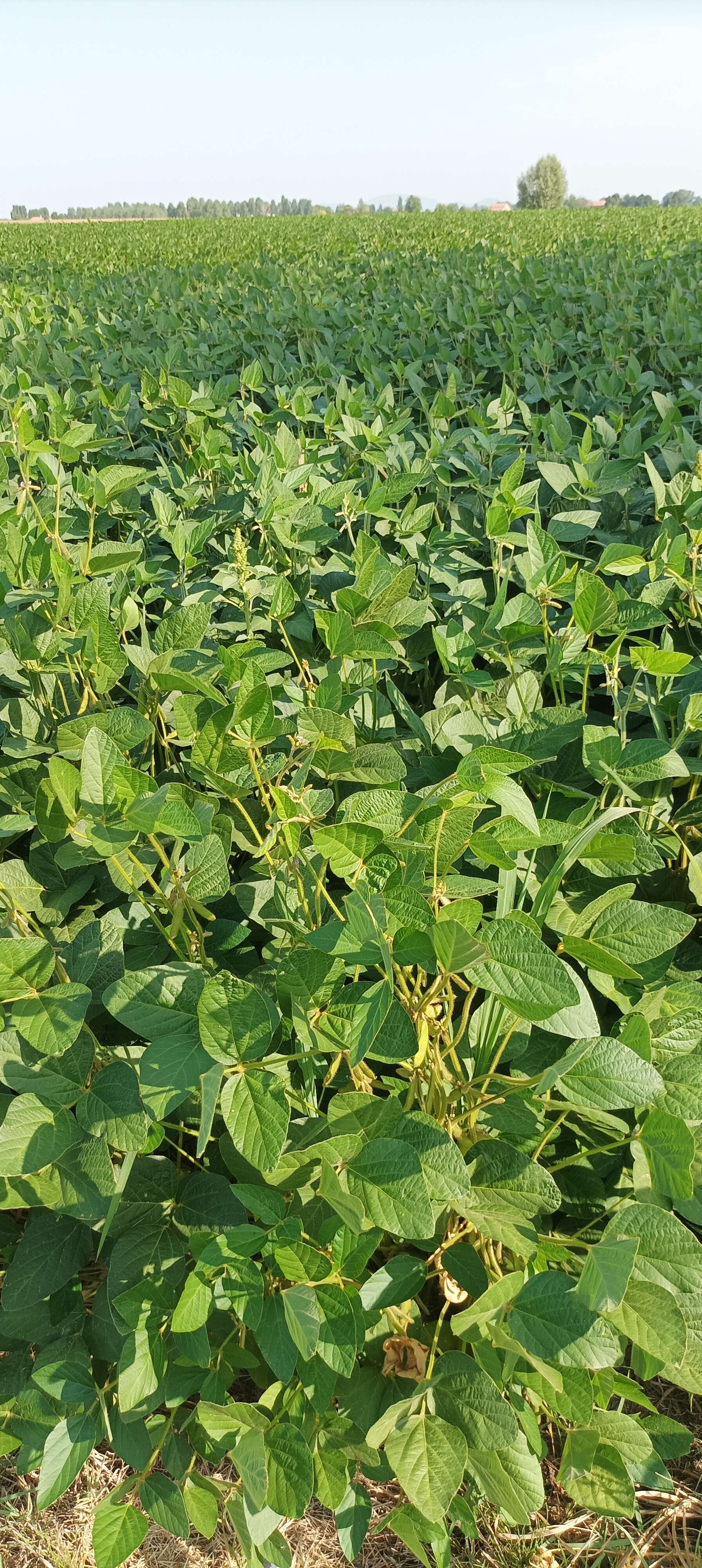 Image of soybean