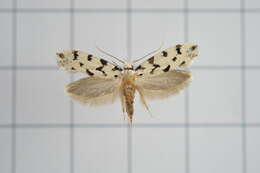 Image of Moth