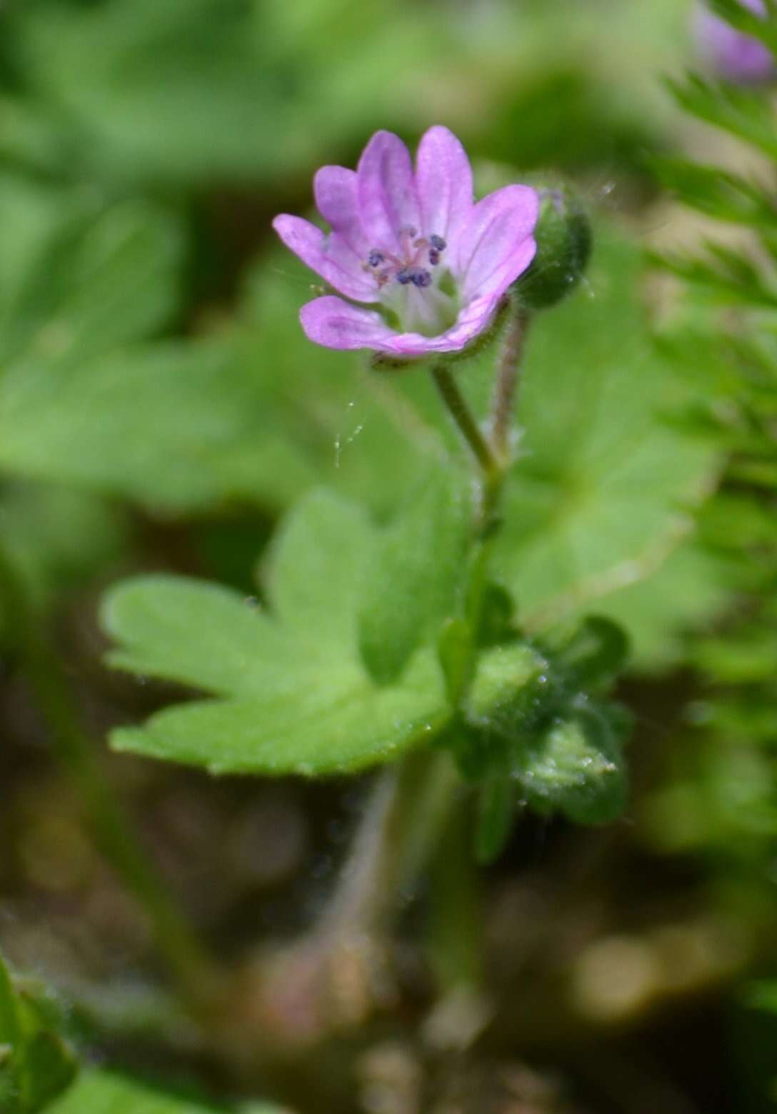 Imagem de Geranium molle L.