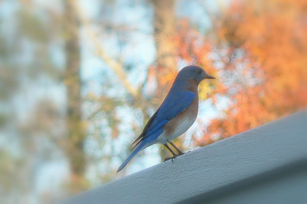 Image of Eastern Bluebird