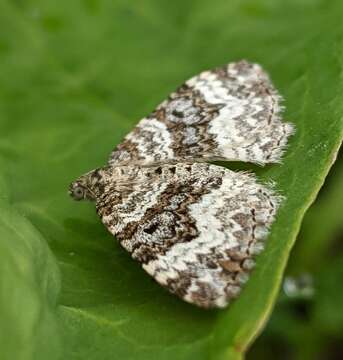 Image of common carpet