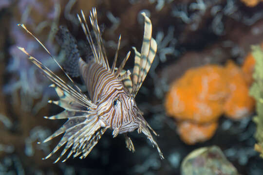 Image of Common lionfish