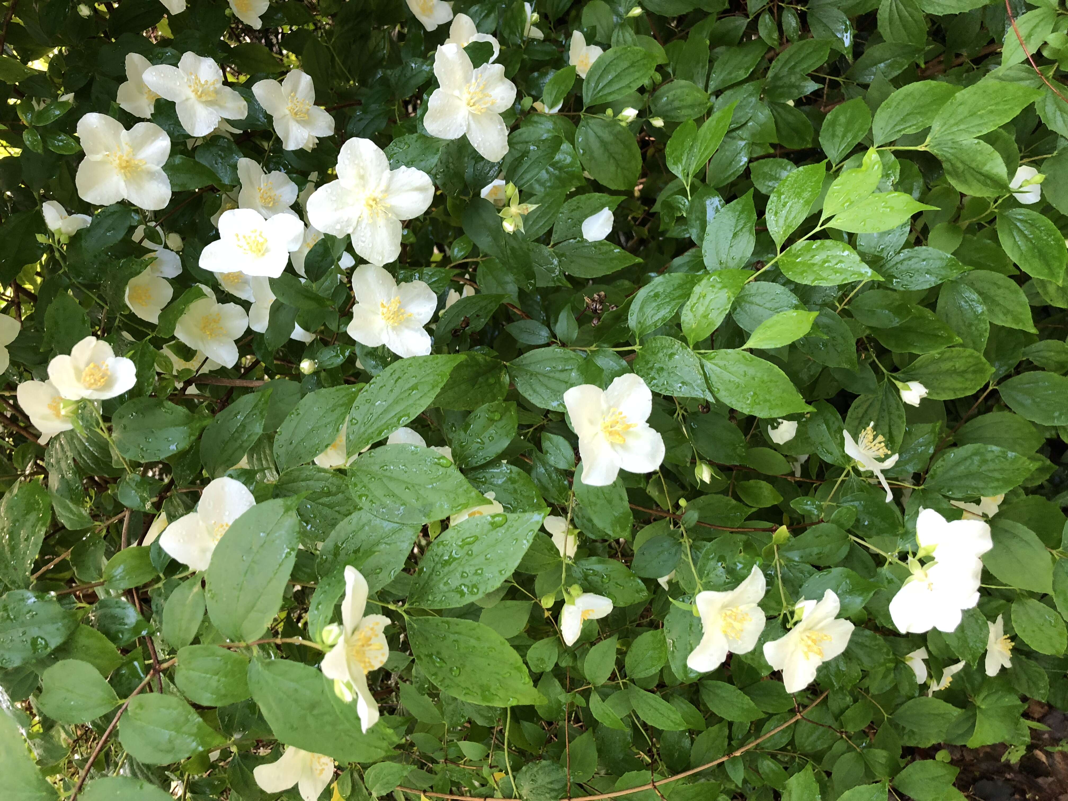 Image of sweet mock orange