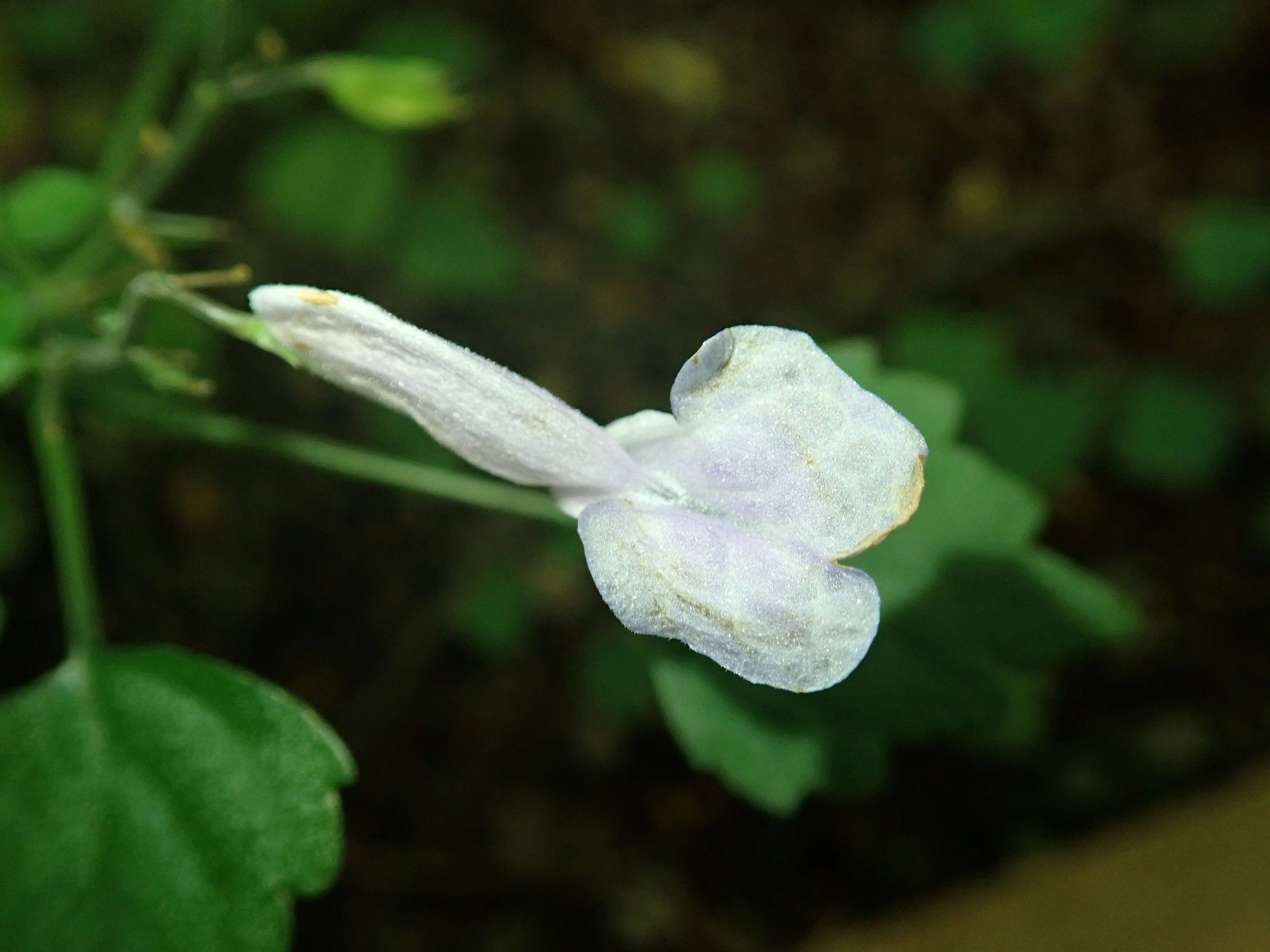 Image de Plectranthus saccatus Benth.