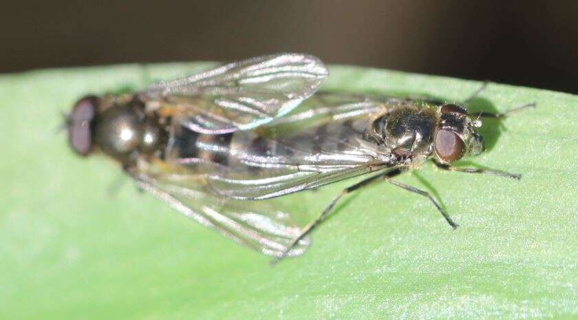 Image of Cheilosia fasciata (Schiner & Egger 1853)