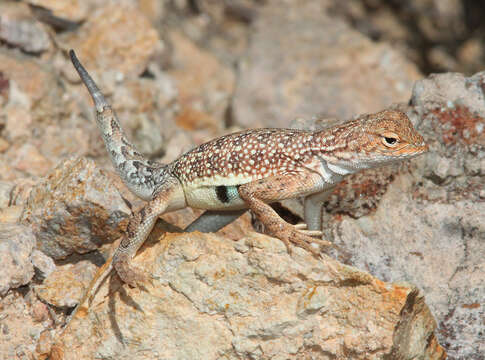 Image of Elegant Earless Lizard