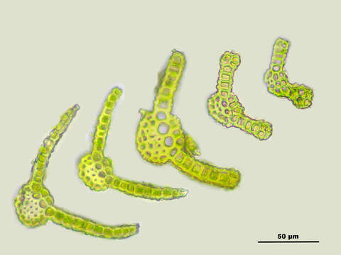 Слика од Gymnostomum calcareum Nees & Hornschuch 1823