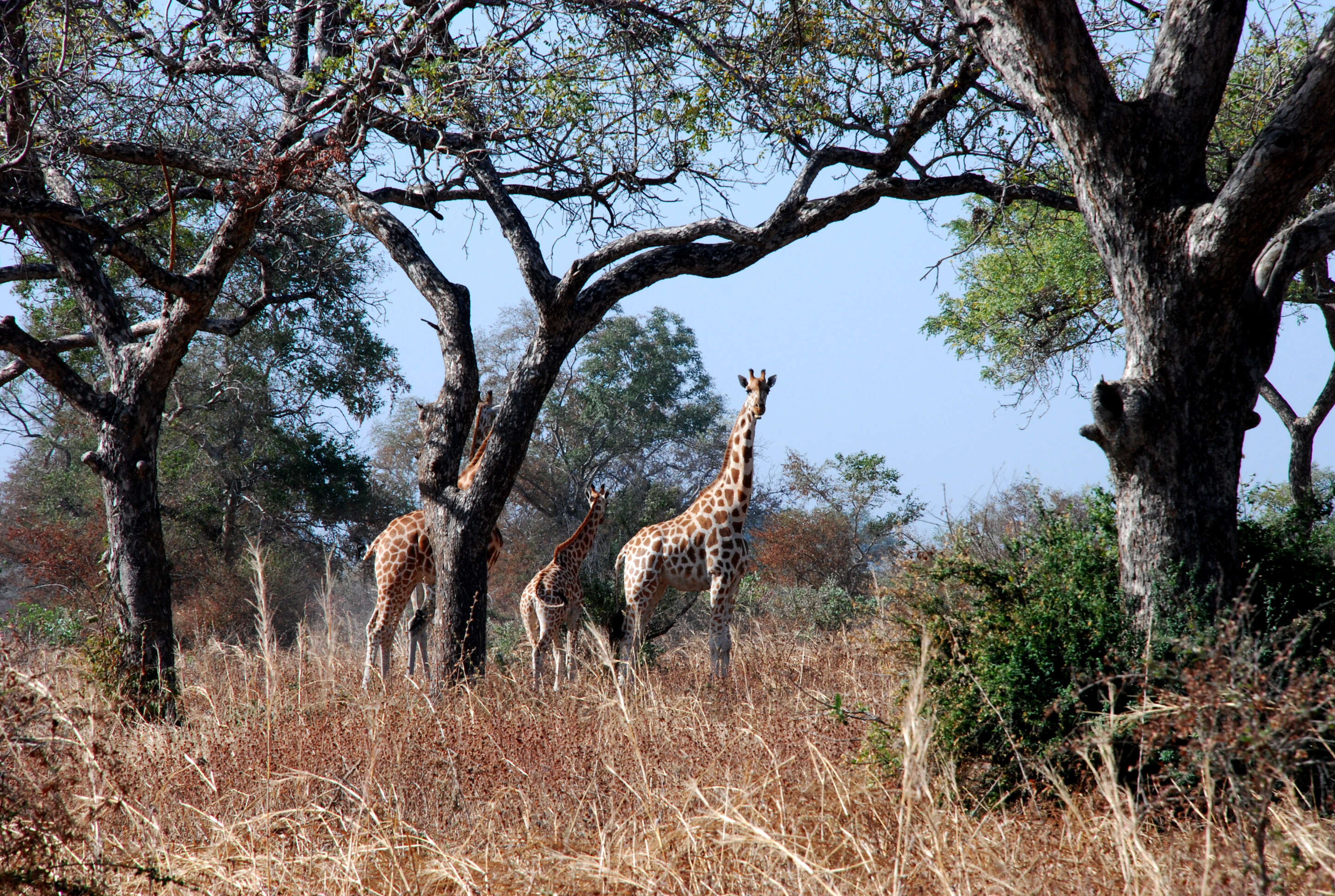 Image of Kordofan giraffe