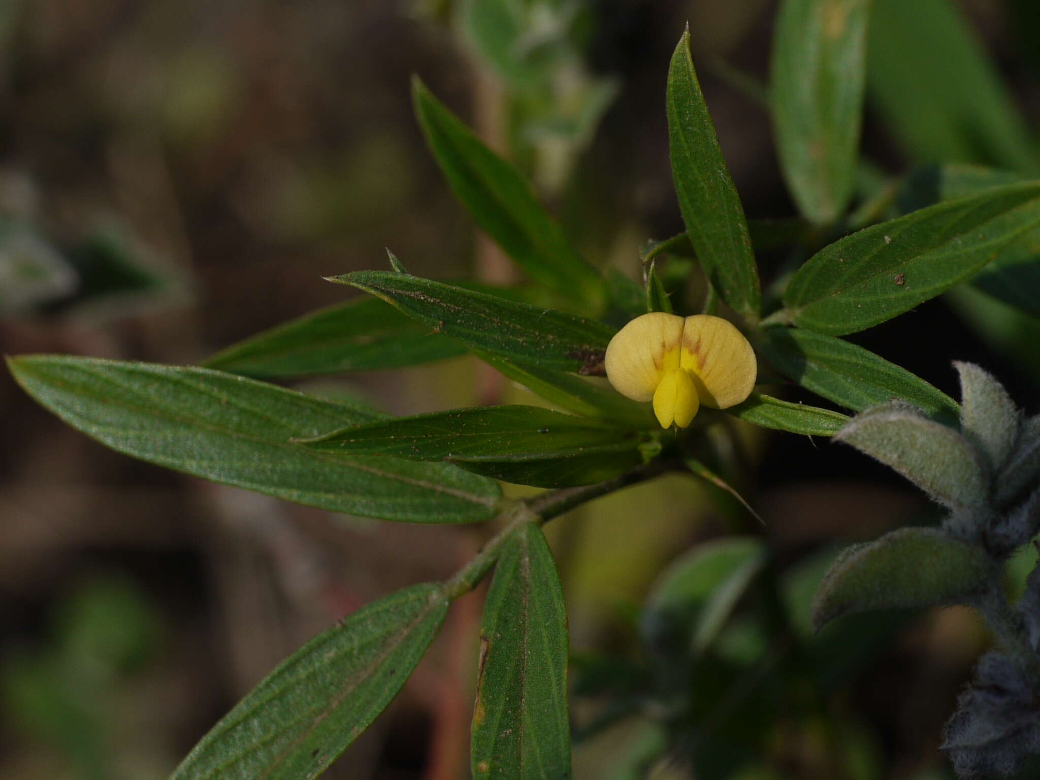 صورة Stylosanthes hamata (L.) Taub.